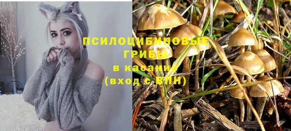 прущие грибы Беломорск